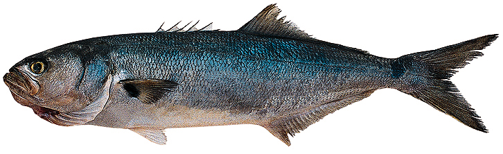 Archivo:ANCHOA-BANCO.jpg