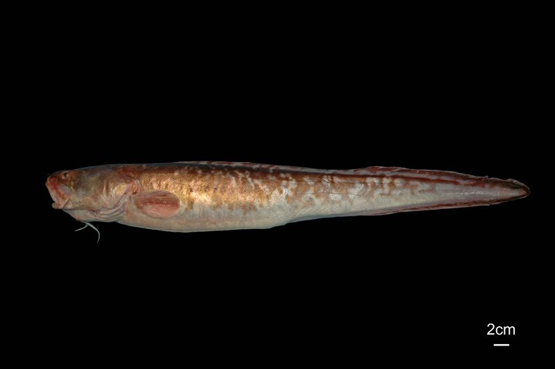 Archivo:Genypterus blacodes.jpg