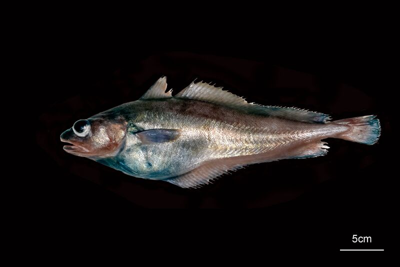 Archivo:SALILOTA australis.jpg