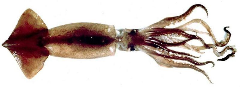 Archivo:Calamar argentino Illex.jpg