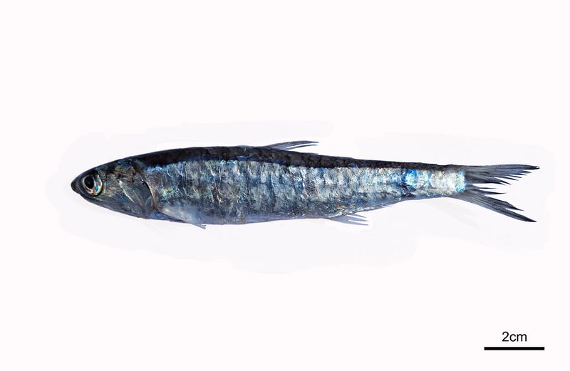 Archivo:Engraulis anchoita.jpg
