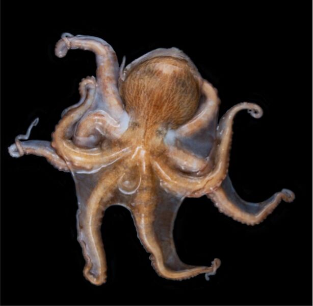 Archivo:Enteroctopus megalocyathus .jpg